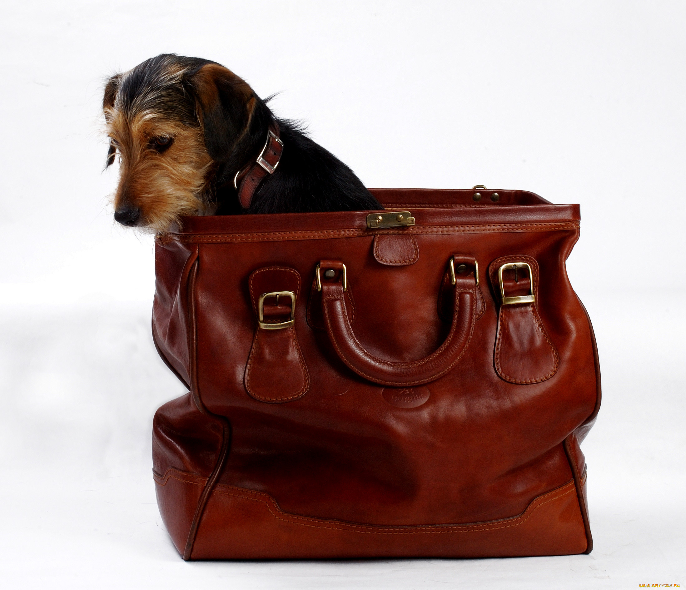 Собачка в сумочке